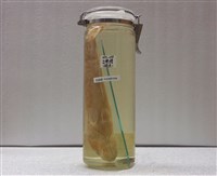 藏品(鱧魚)的圖片